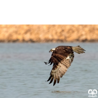 گونه عقاب ماهیگیر Osprey